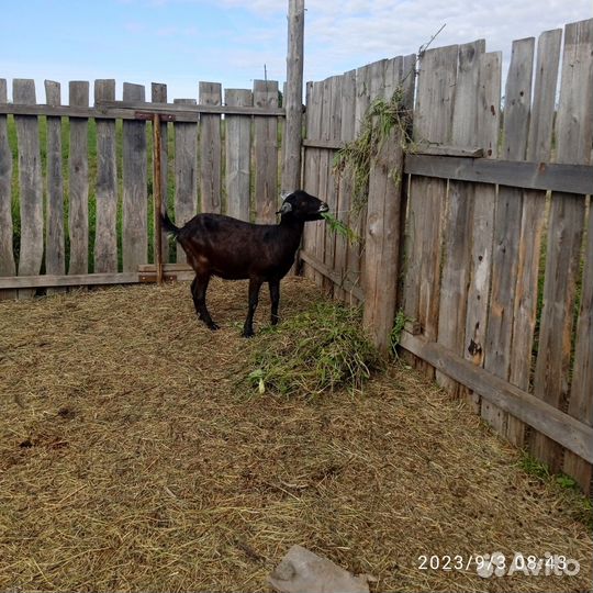 Коза нубийская