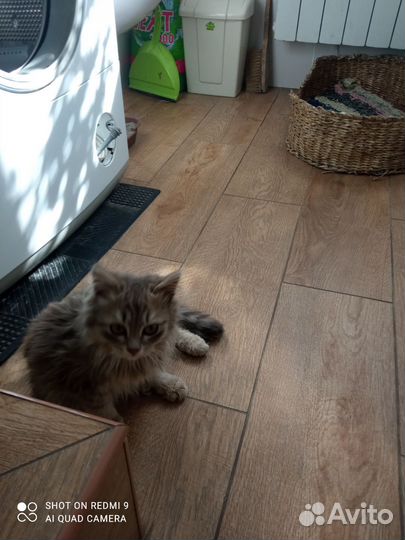 Кошки в добрые руки