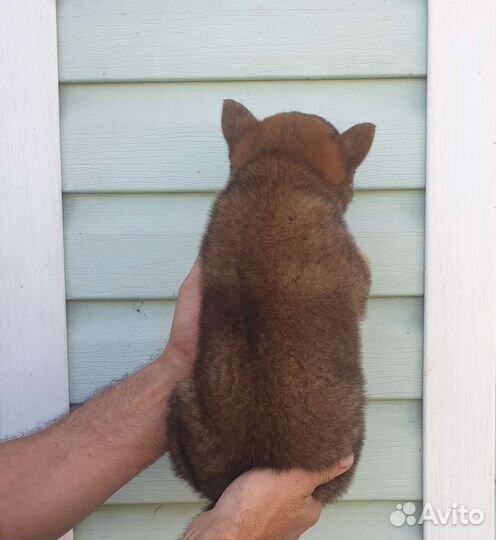 Девочка Сиба ину