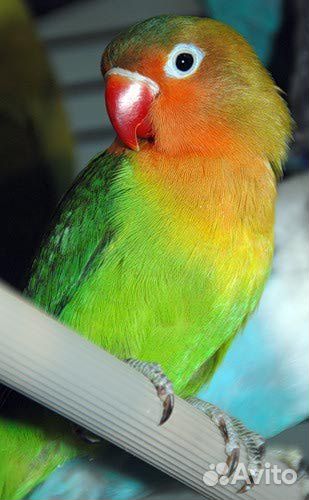 Попугайчики