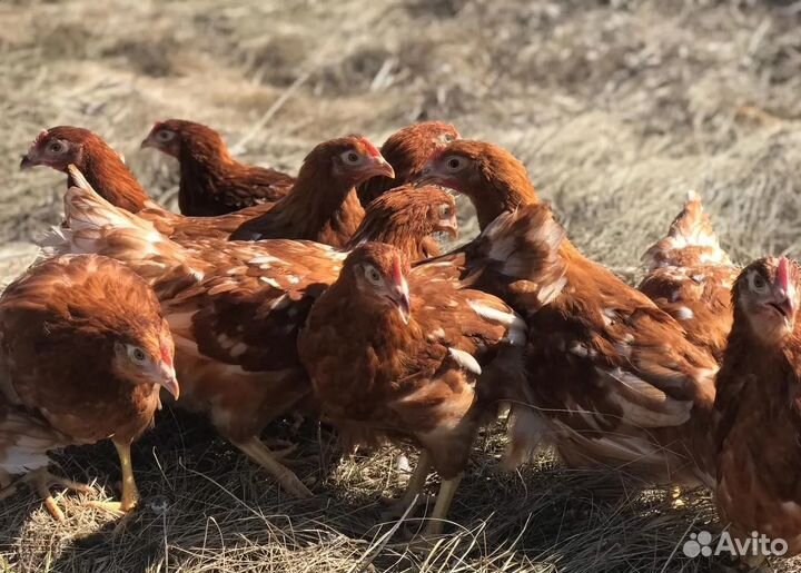 Куры несушки