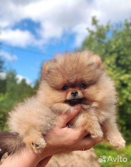 Померанский шпиц