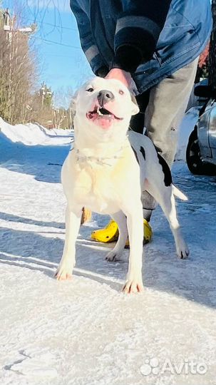 Щенки стафарда