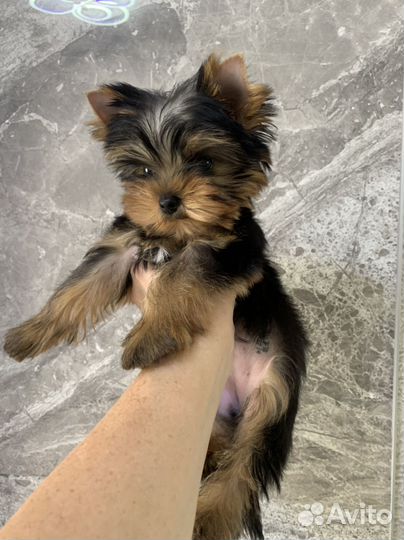 Йоркширский терьер