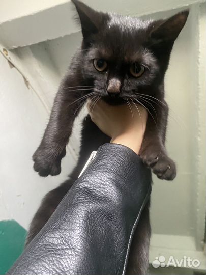 Черный котенок в добрые руки