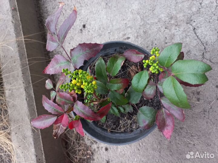 Магония падуболистная