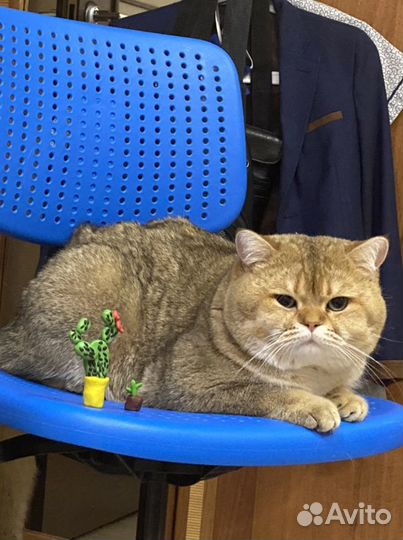 Британская золотая шиншилла вязка