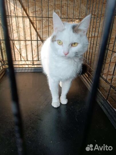 Нежная кошечка