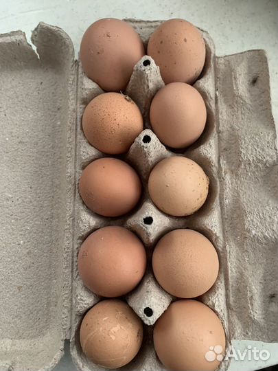 Яйцо куриное инкубационное