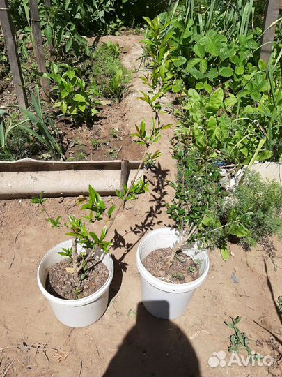 Гранат розовый сладкий