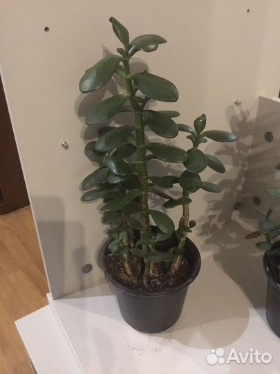 Денежное дерево