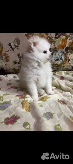 Помиранский шпиц миник