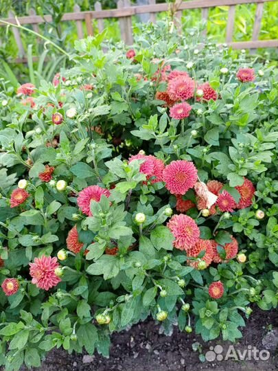 Хризантемы мультифлора