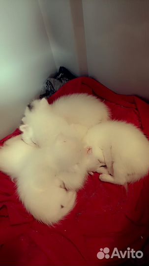 Котята турецкой ангоры