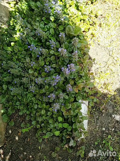 Живучка ползучая, садовое многолетнее растение