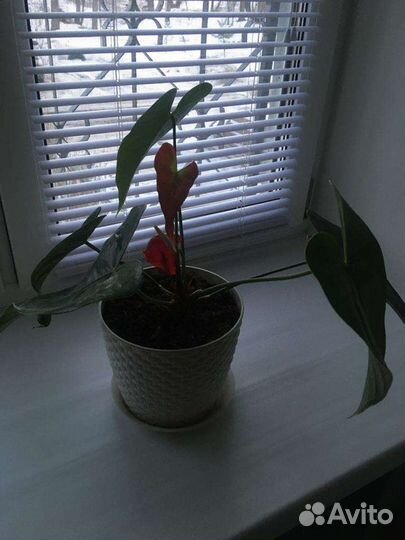 Продам Антуриум красный