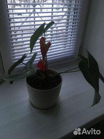 Продам Антуриум красный