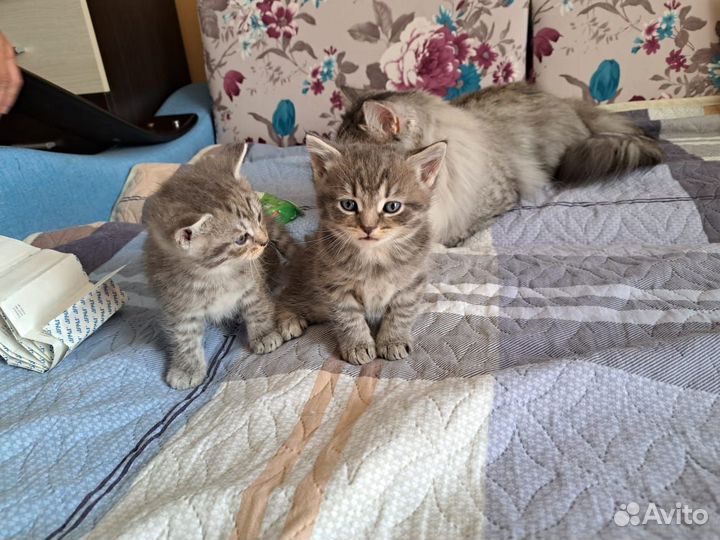 Котята в добрые руки, 1 месяц, к лотку приучены