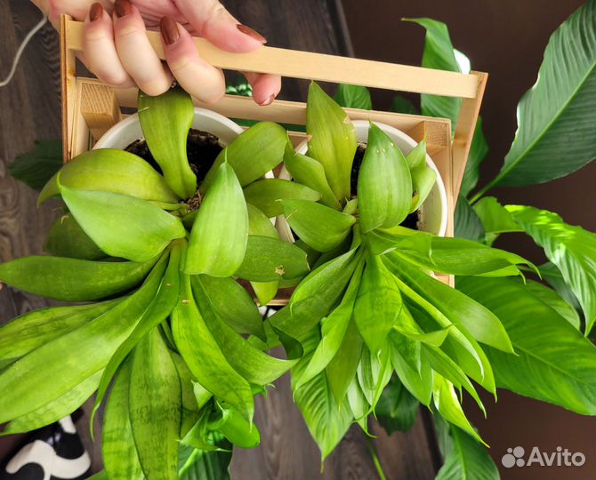 Сансевиерия в 2 небольших кашпо