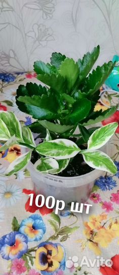 Фиалка взрослая