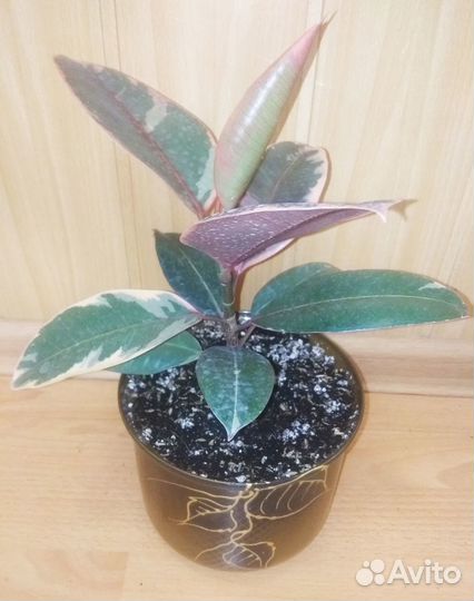 Фикус эластика Белиз