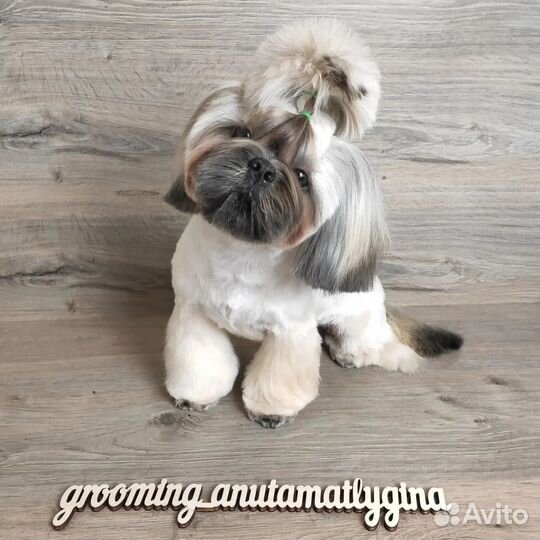 Стрижка собак и кошек