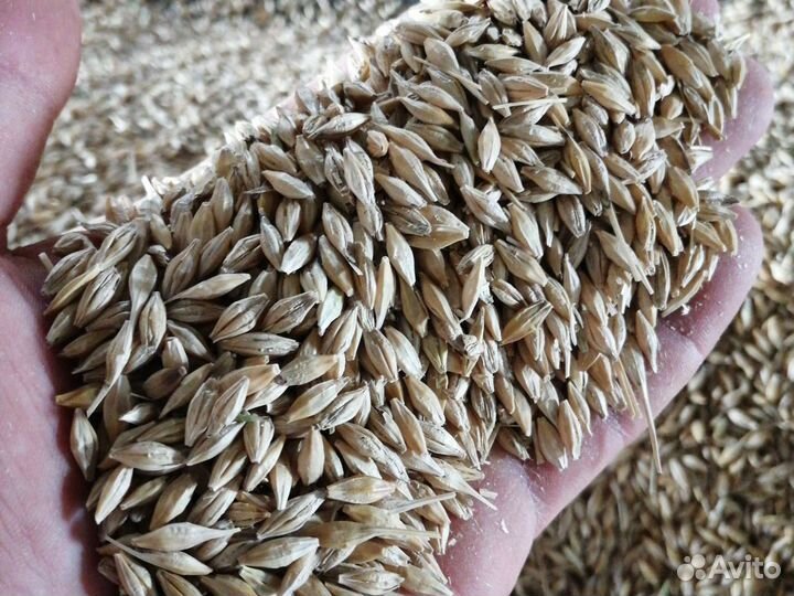 Ячмень овёс 2023 года