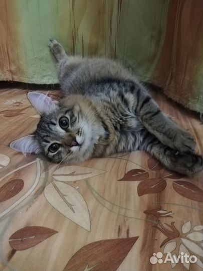 Кот