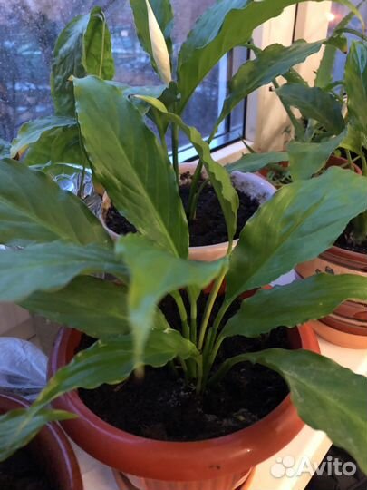 Спатифиллум