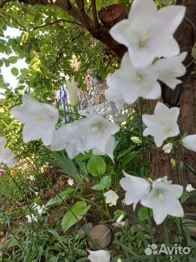 Колокольчик белый