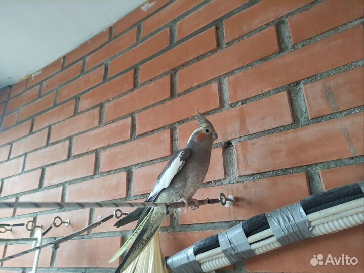 Корелла самочка ручная