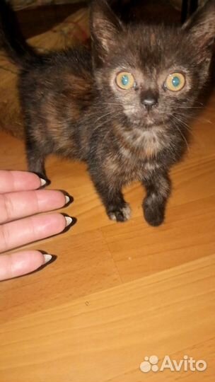 Черный котенок