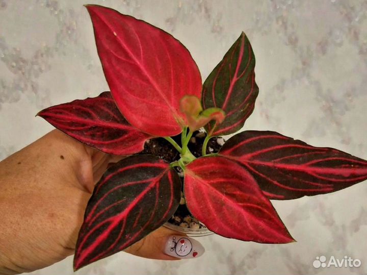 Аукцион растений аглаонема синги филы