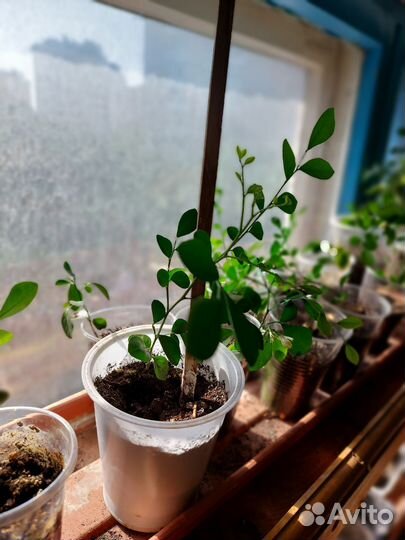 Мурайя метельчатая