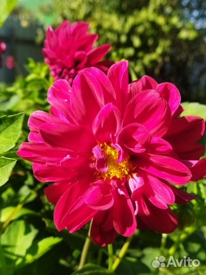 Георгины клубни