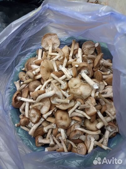 Грибы опята свежие