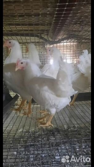 Куры молодки несушки ломан браун, Легорнн 5,5м