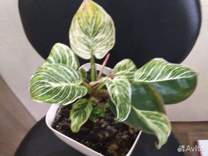 Красулла. Филодендрон биркин вайт