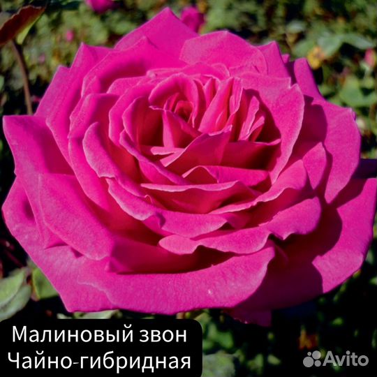 Роза Малиновый звон