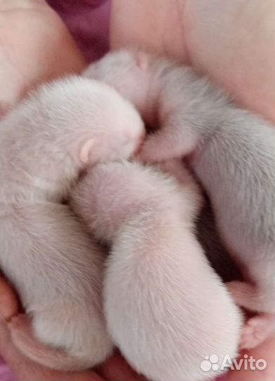 Хорьки-бронирование