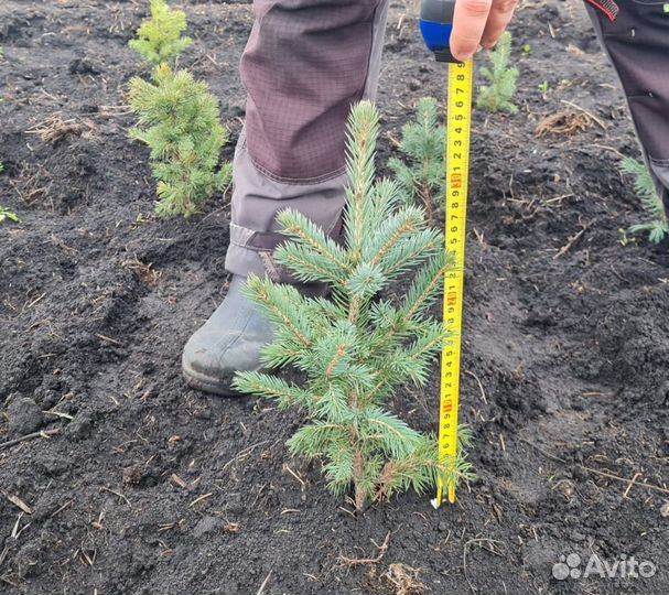 Ель голубая саженцы