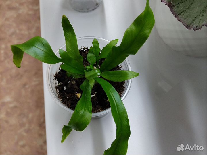 Папоротники