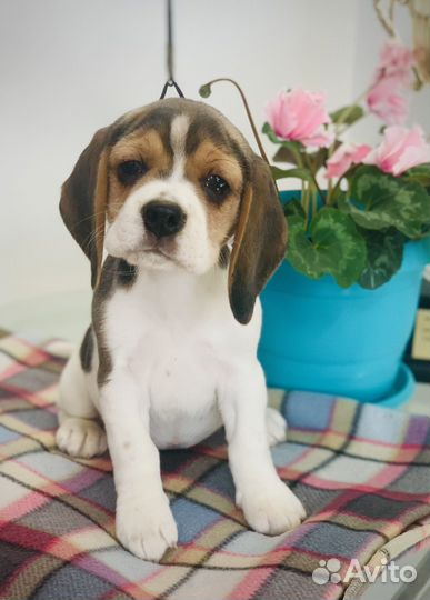 Щенки Бигля