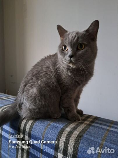 Кошка