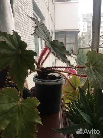 Бегония креднера