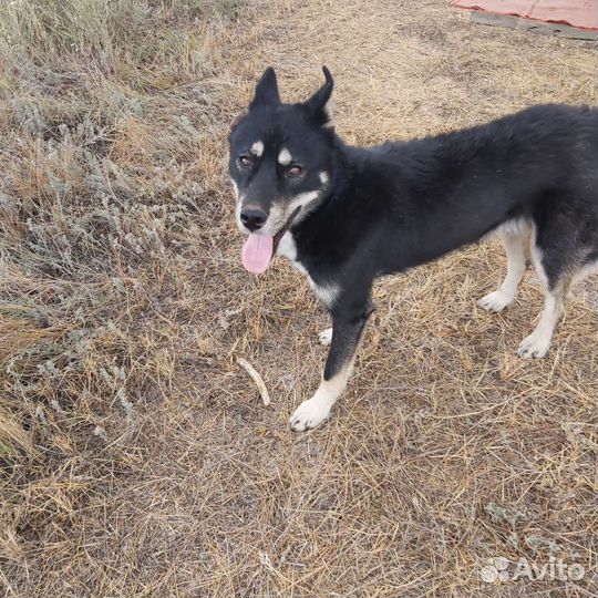 Добрый пёс для вашего дома