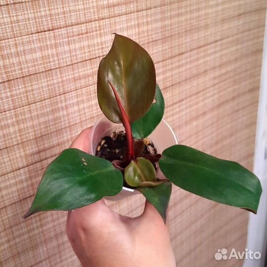 Ароидные часть 2