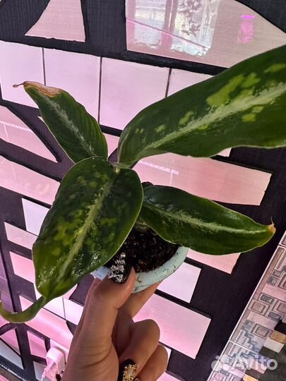 Диффенбахия дрифтинг