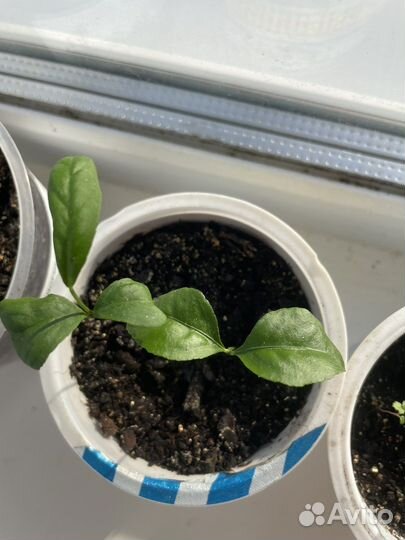 Растения и деревья