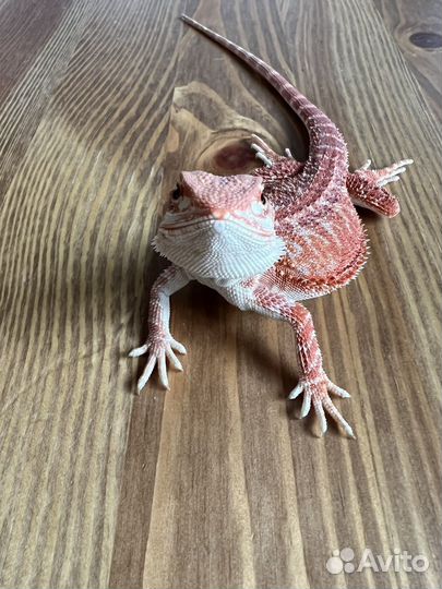 Агама ред самка